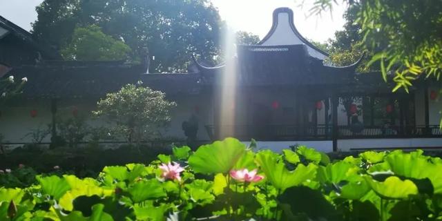松江这里的一池荷花,美得如诗如画