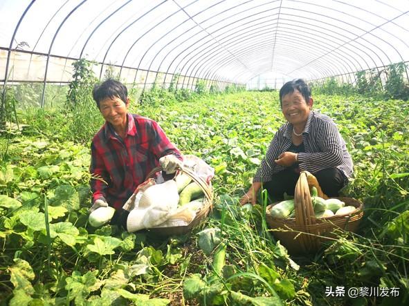 安徽蒙城:甜蜜“网红瓜”开辟致富路