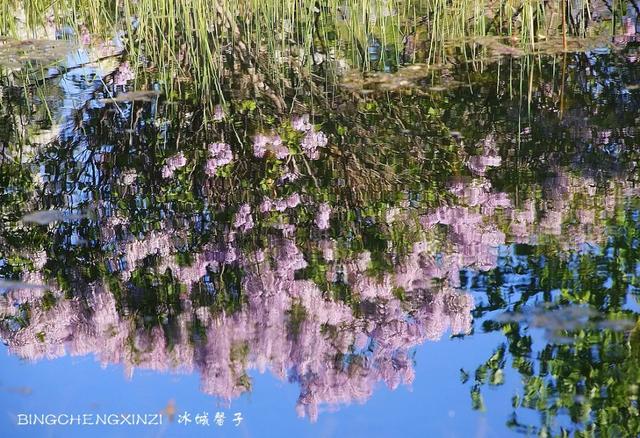 五月丁香开,美翻一座城