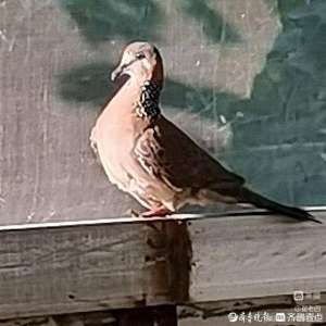 班鸠(翟所祥：斑鸠)