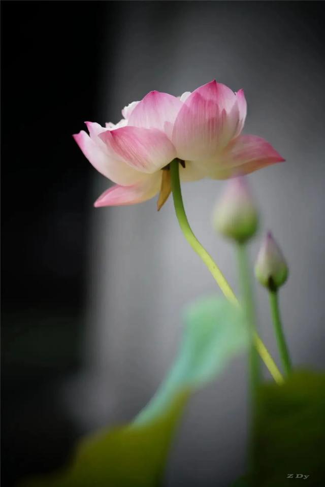 松江这里的一池荷花,美得如诗如画