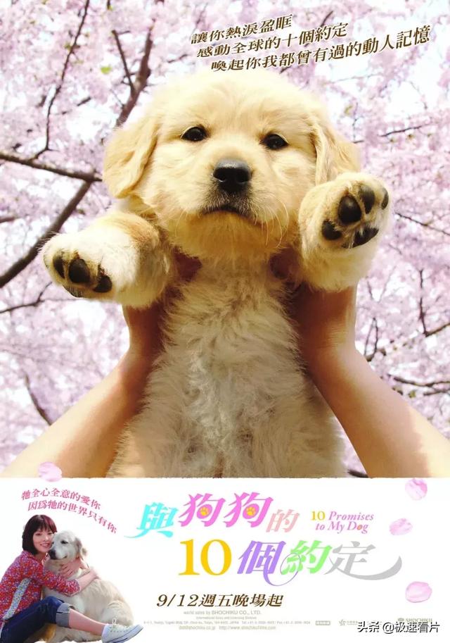 关于狗狗的8部感人电影,每一部都戳中泪点