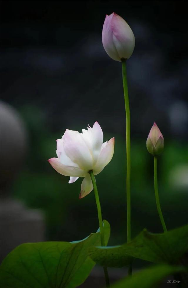 松江这里的一池荷花,美得如诗如画