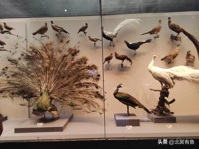 剪秋(三):爱就是唤醒
