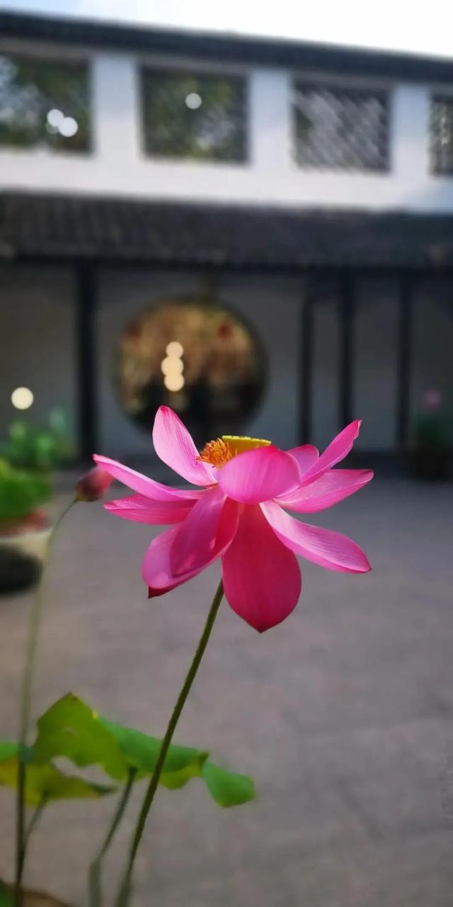 松江这里的一池荷花,美得如诗如画