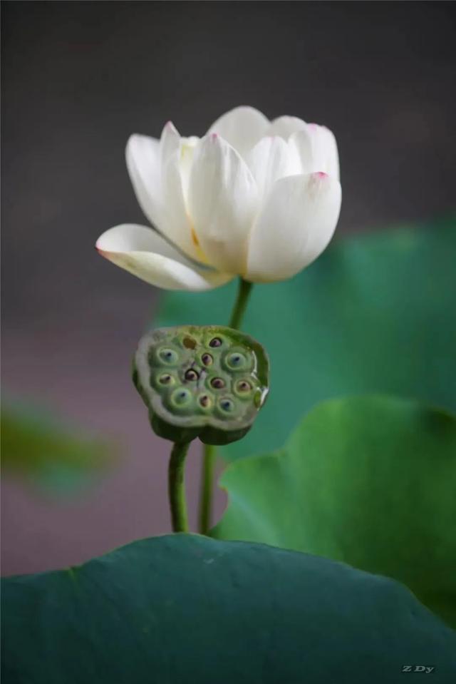 松江这里的一池荷花,美得如诗如画