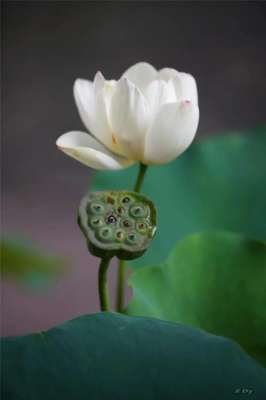 宜荷(松江这里的一池荷花，美得如诗如画)