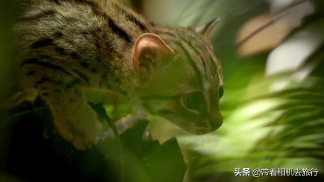它们是世界上最小的猫，只有30厘米长，如今濒临灭绝