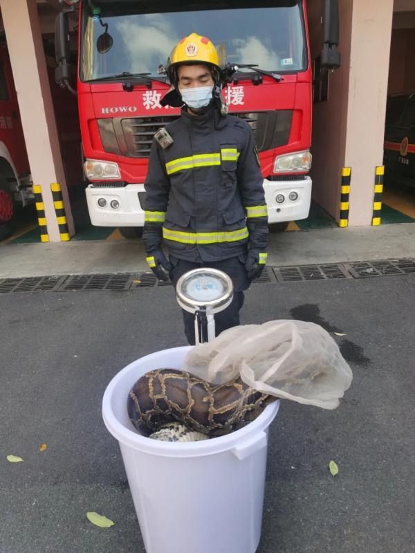 体型大到吓人!广西一养鸡场出现57公斤重的大蟒蛇,腰有50厘米粗