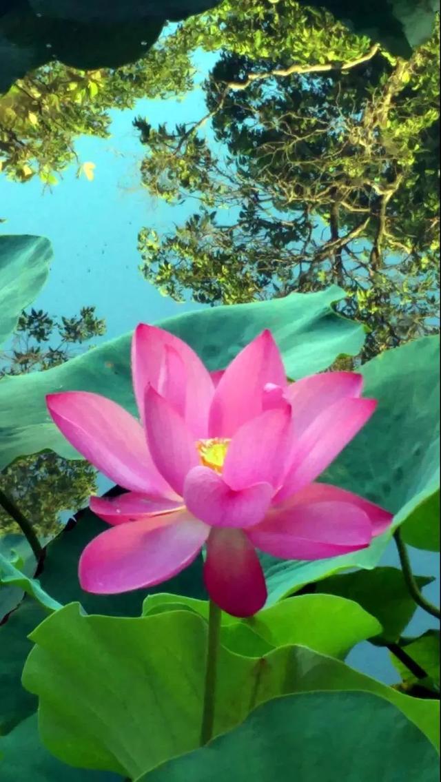 松江这里的一池荷花,美得如诗如画