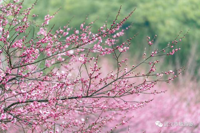 花开了!坐上这趟最美公交看武汉春天!