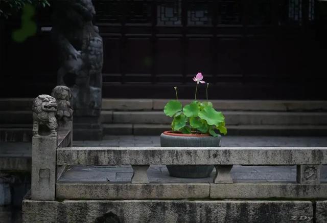 松江这里的一池荷花,美得如诗如画