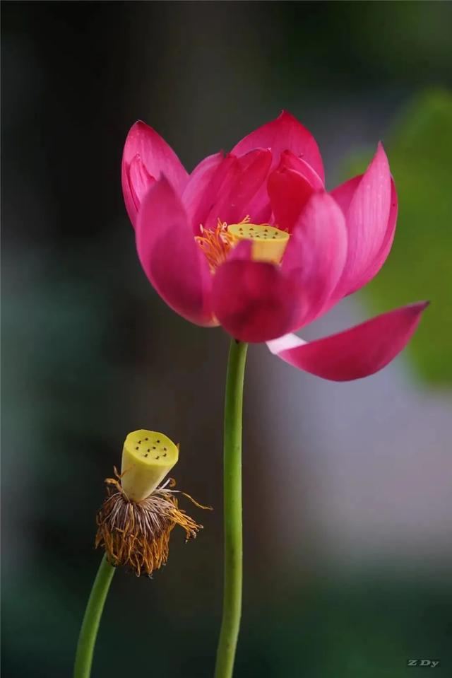 松江这里的一池荷花,美得如诗如画