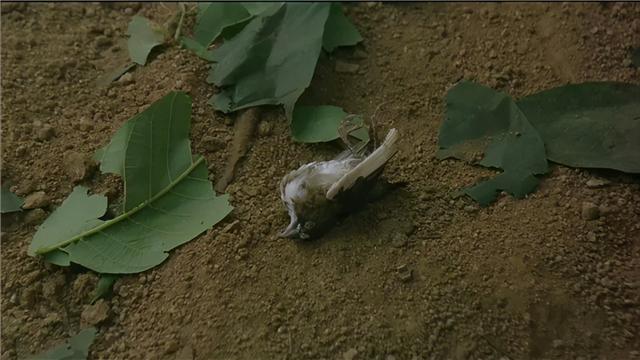删减7分钟,让刘德华这部经典“面目全非”,失去了原有的味道