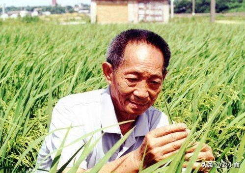 “水稻之子”袁定阳:袁隆平衣钵唯一传人,媳妇遭爹“刁难”5年