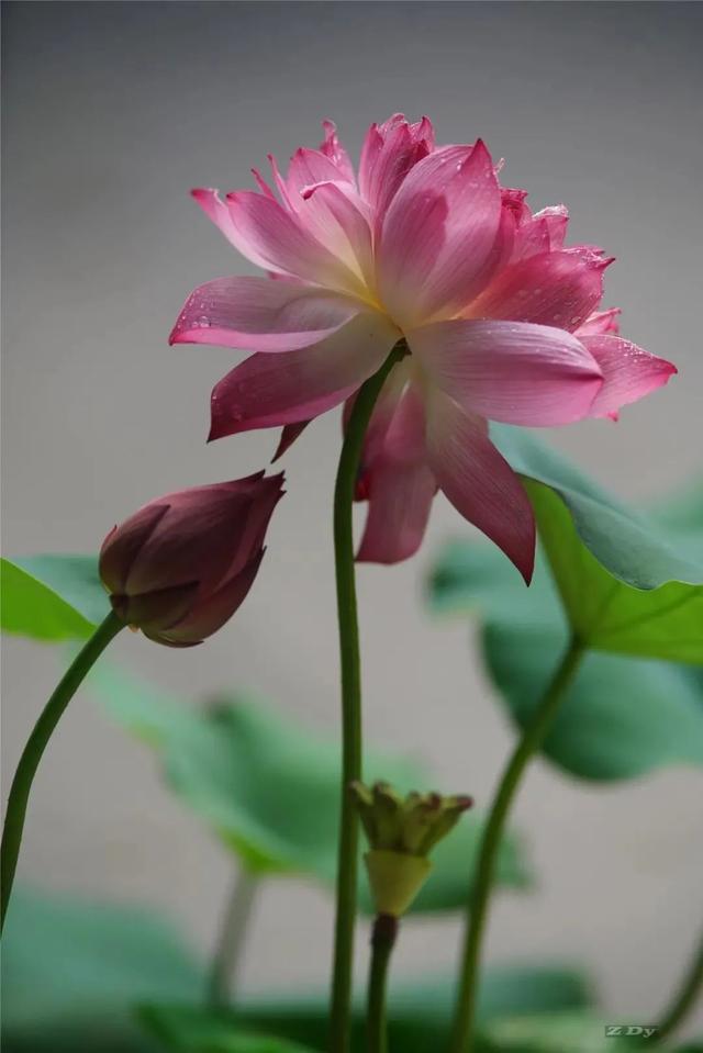 松江这里的一池荷花,美得如诗如画