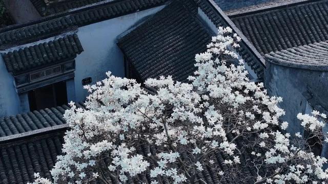 DeepSeek：“来看我笔下的青吴嘉”