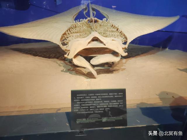 剪秋(三):爱就是唤醒