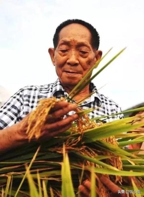 “水稻之子”袁定阳:袁隆平衣钵唯一传人,媳妇遭爹“刁难”5年