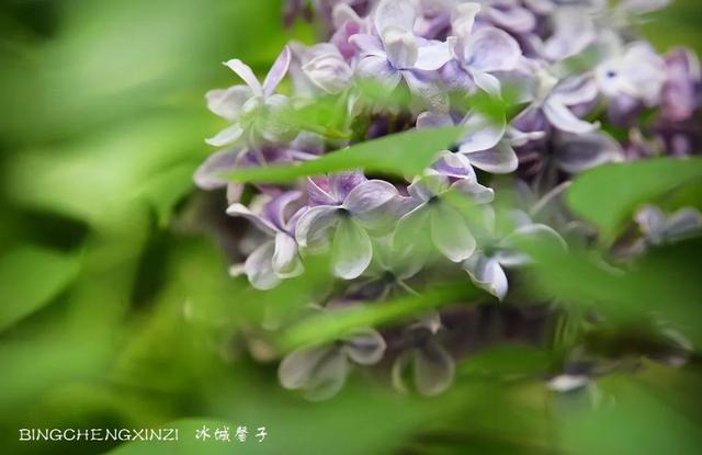 五月丁香开,美翻一座城