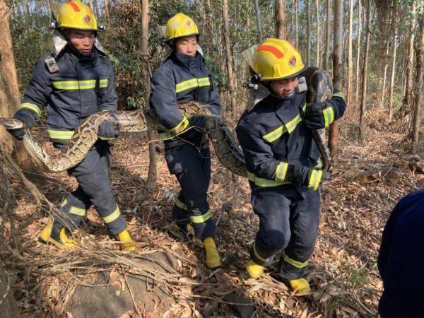 体型大到吓人!广西一养鸡场出现57公斤重的大蟒蛇,腰有50厘米粗
