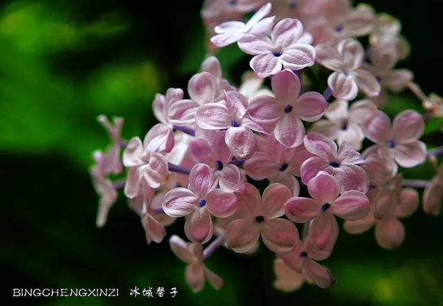 五月丁香开,美翻一座城