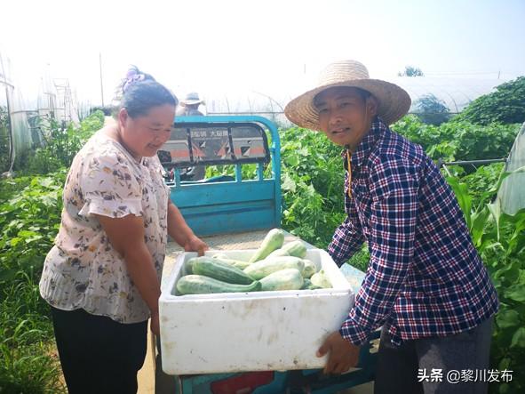 安徽蒙城:甜蜜“网红瓜”开辟致富路