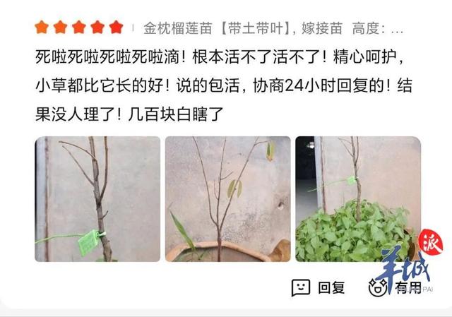 榴莲在家也能种?网上卖的榴莲苗真能结果吗?记者调查→