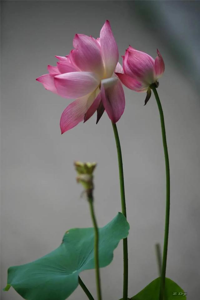 松江这里的一池荷花,美得如诗如画
