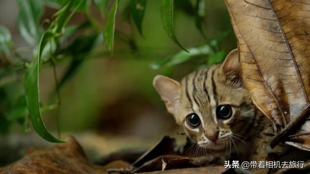 它们是世界上最小的猫，只有30厘米长，如今濒临灭绝