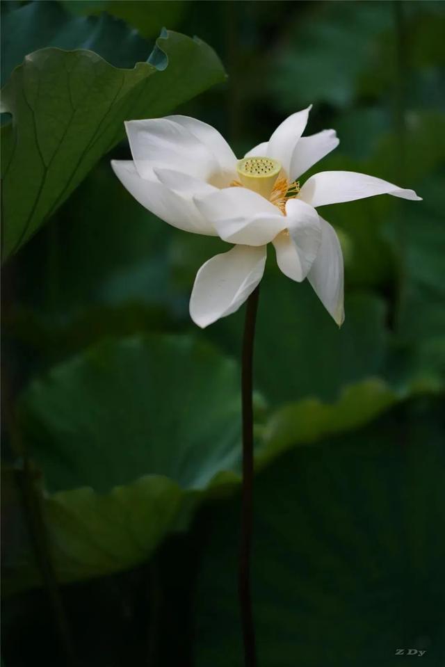 松江这里的一池荷花,美得如诗如画