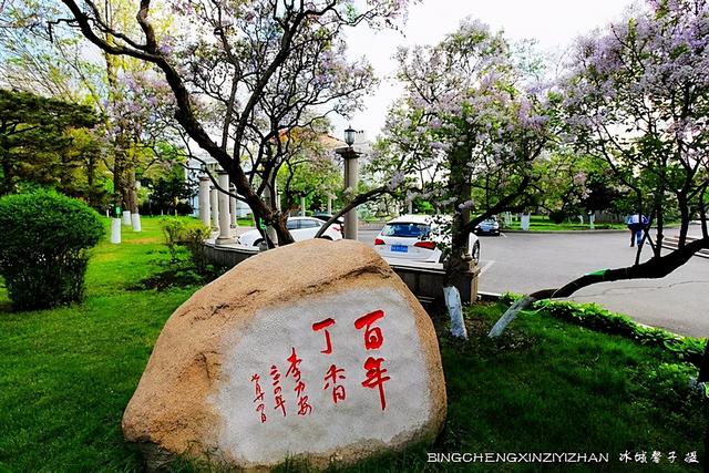 五月丁香开,美翻一座城