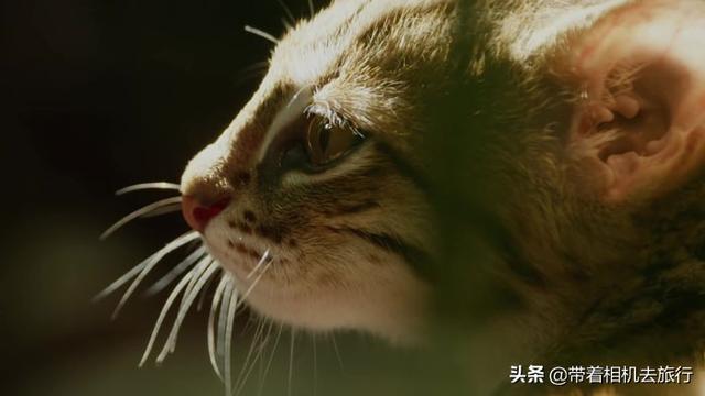 它们是世界上最小的猫，只有30厘米长，如今濒临灭绝