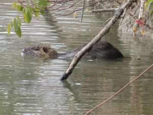 天涯赤子(警惕上海郊区海狸鼠肆虐农田，啃食作物破坏生态，防控难题待解)