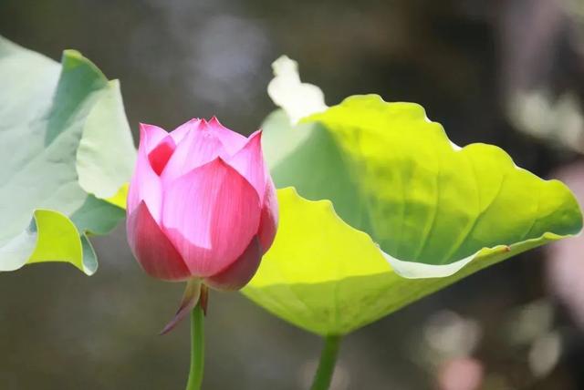 松江这里的一池荷花,美得如诗如画