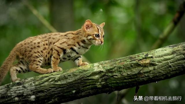 它们是世界上最小的猫，只有30厘米长，如今濒临灭绝