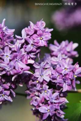 五月丁香色色色(五月丁香开，美翻一座城)