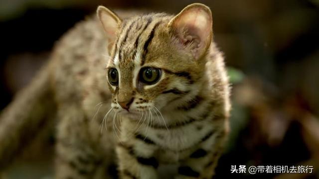 它们是世界上最小的猫，只有30厘米长，如今濒临灭绝