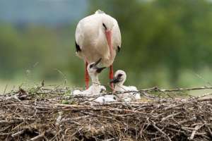 送子鸟(白鹳——德国的国鸟，送子鸟)