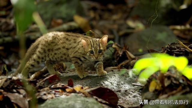 它们是世界上最小的猫，只有30厘米长，如今濒临灭绝