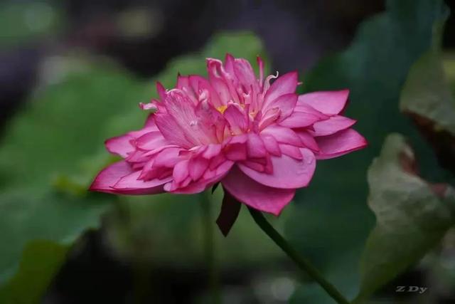 松江这里的一池荷花,美得如诗如画