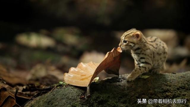 它们是世界上最小的猫，只有30厘米长，如今濒临灭绝