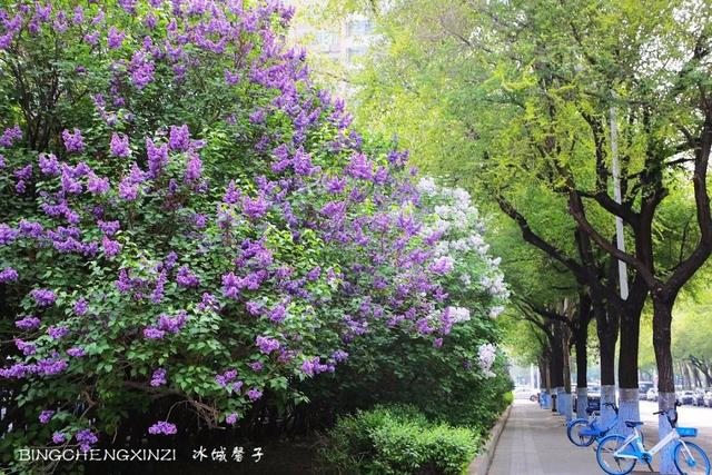 五月丁香开,美翻一座城