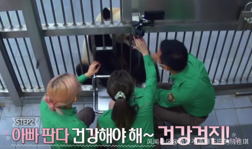 韩国女团BLACKPINK不戴口罩手套摸熊猫,中国网友怒了