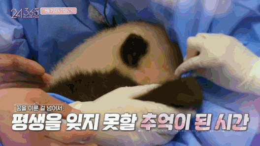 韩国女团BLACKPINK不戴口罩手套摸熊猫,中国网友怒了