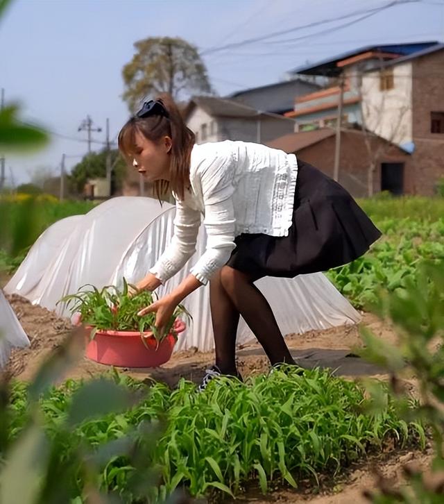 为流量打擦边球?网红严素穿黑丝短裙下田干农活,网友:建议封杀