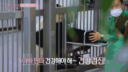 韩国女团BLACKPINK不戴口罩手套摸熊猫,中国网友怒了