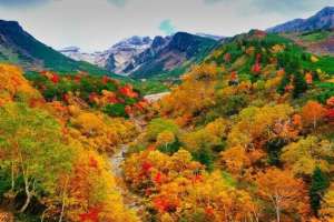 vzooy女主播(日本景区“VR直播”促复苏，企鹅“在线散步”求打赏)