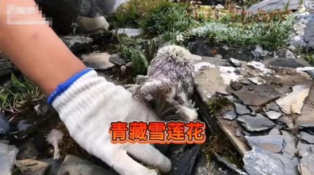 网红主播采摘“雪莲花”还拍视频炫耀?当地回应