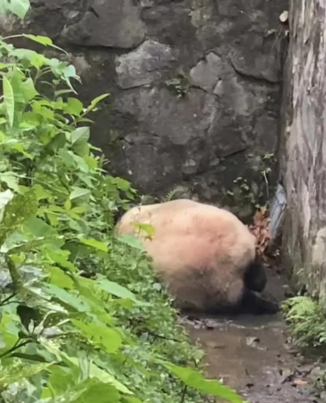 29岁的妃妃突然抽搐就医,网友质疑:为什么还展出,不在康养区